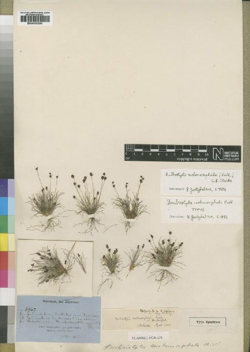 Bulbostylis melanocephala (Ridl.) C.B.Clarke - BM000922595