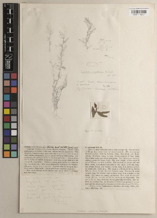 Carrissoa angolensis Baker f. - BM013716421