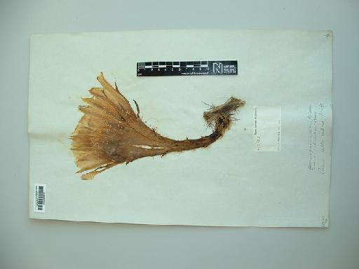 Harrisia gracilis (Mill.) Britton - BM000895910