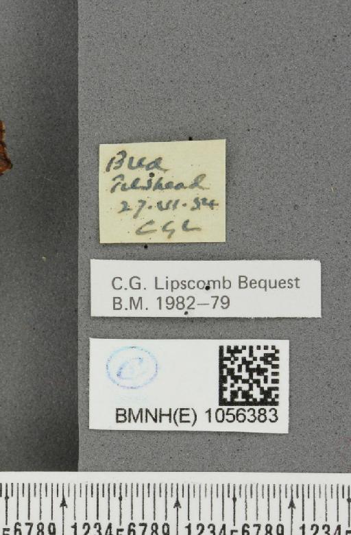 Aglais urticae ab. brunneoviolacea Raynor, 1909 - BMNHE_1056383_label_45844