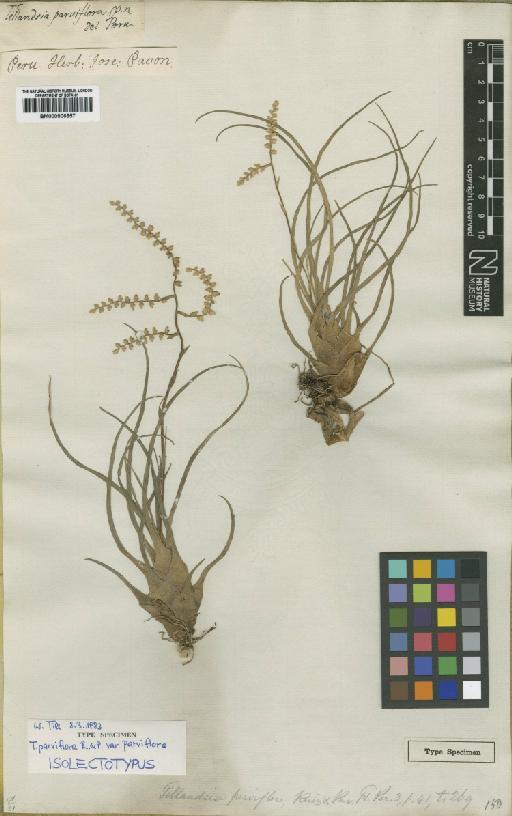 Tillandsia parviflora Ruiz & Pav. - BM000906657