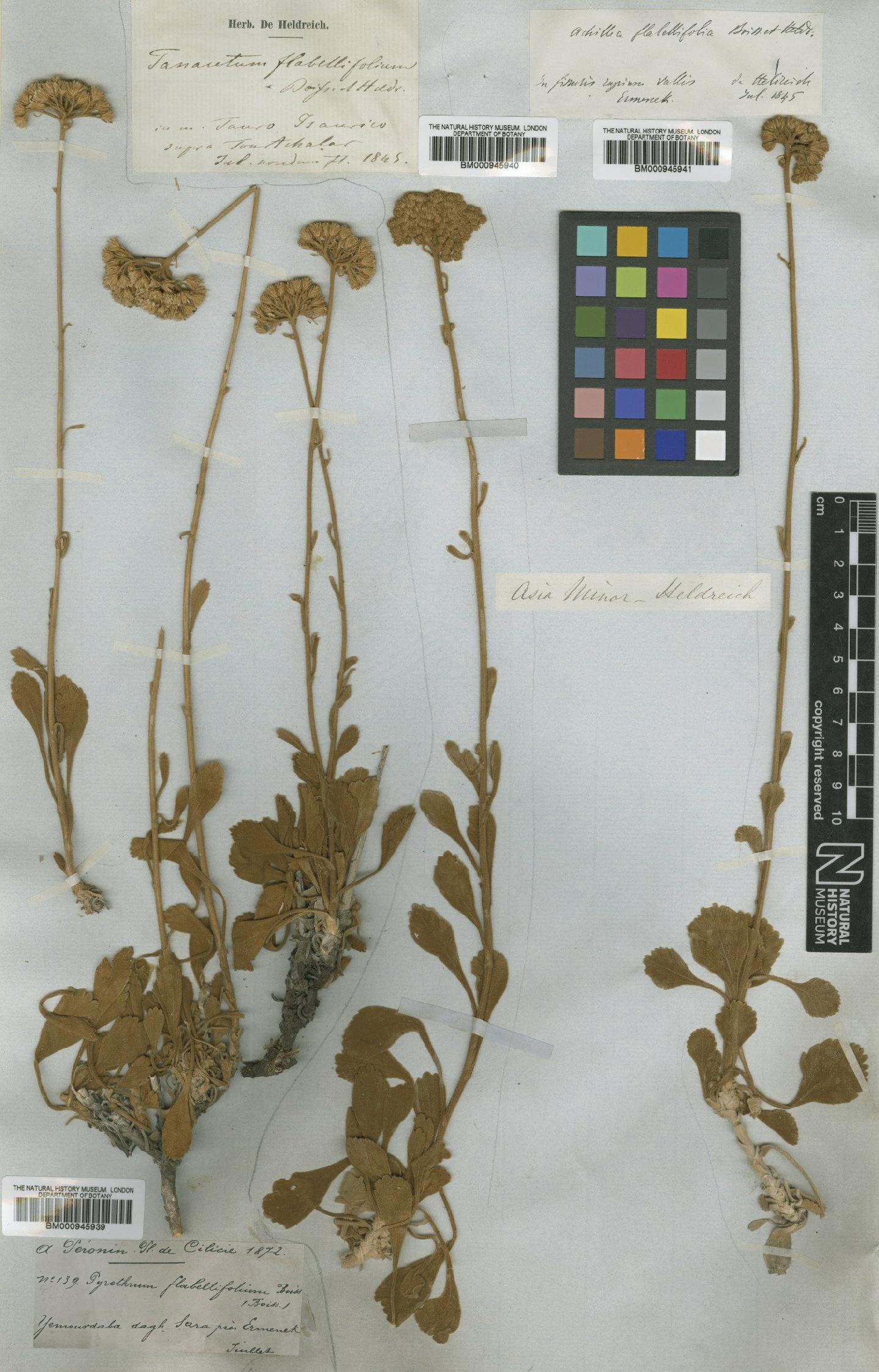 To NHMUK collection (Tanacetum argenteum subsp. flabellifolium Boiss. & Heldr.; TYPE; NHMUK:ecatalogue:473653)