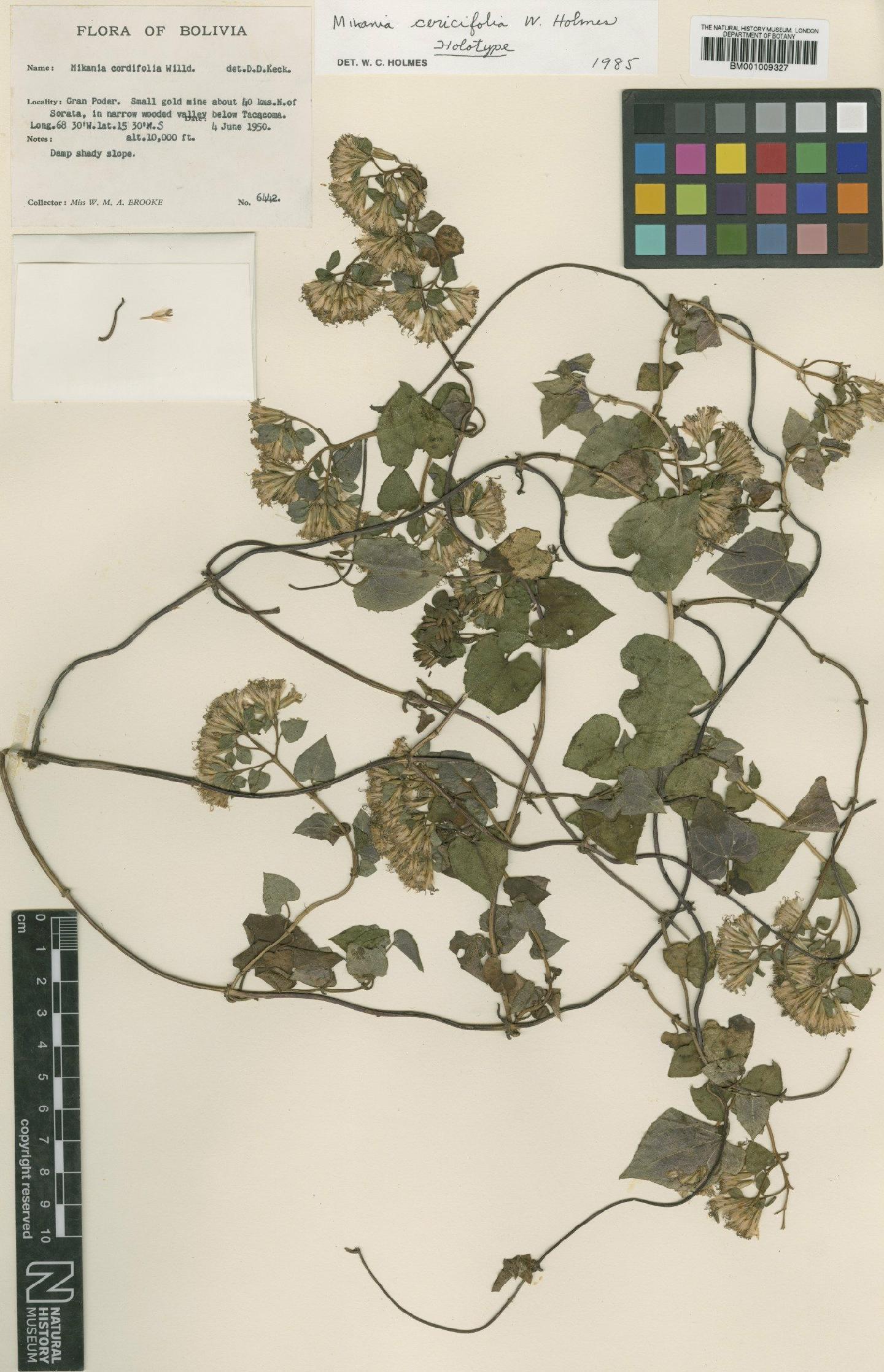 To NHMUK collection (Mikania cercifolia W.C.Holmes; Holotype; NHMUK:ecatalogue:572264)