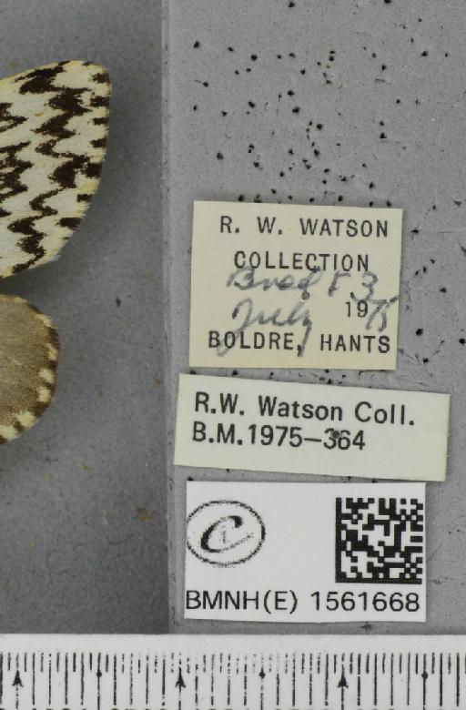 Lymantria monacha ab. mediofasciata Lempke, 1947 - BMNHE_1561668_label_252364