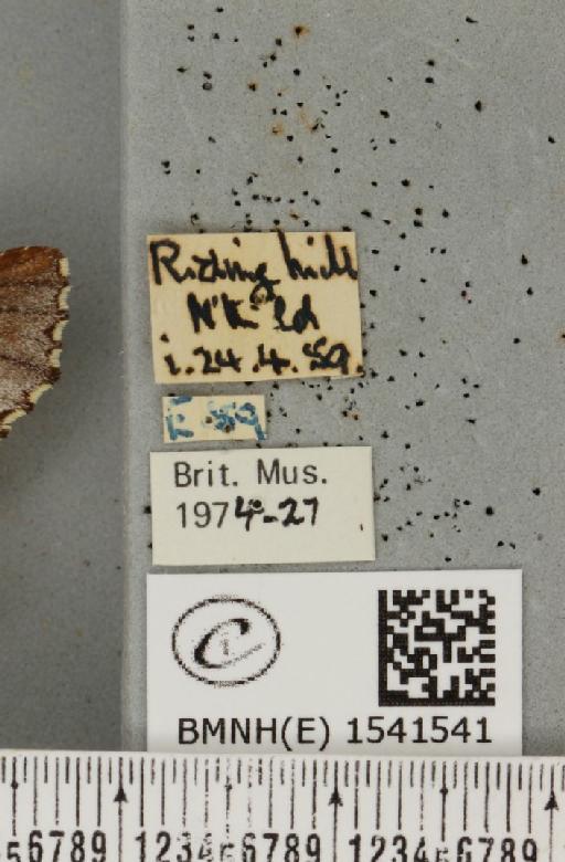 Odontosia carmelita (Esper, 1798) - BMNHE_1541541_label_248227
