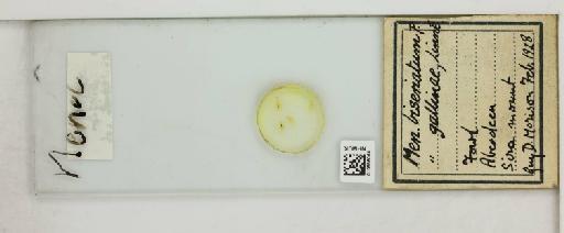 Menacanthus biseriatum Piaget, 1880 - 010658064_816402_1430250