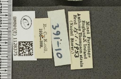 Pieris napi ab. emiobscurata Müller, 1938 - BMNHE_1128375_label_81071