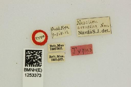 Cueta arenosus Navás - Nesoleon_arenosus-BMNHE_1253373-Holotype-labels