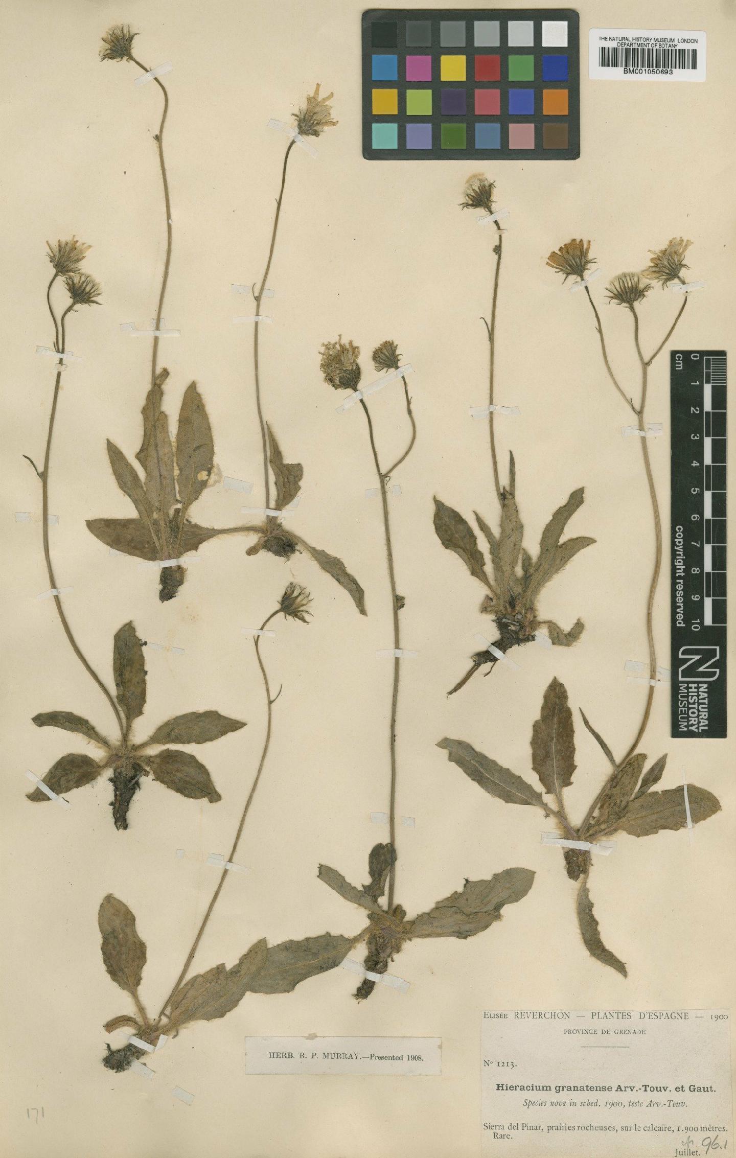 To NHMUK collection (Hieracium granatense Arv.-Touv. & Gaut.; TYPE; NHMUK:ecatalogue:2398114)