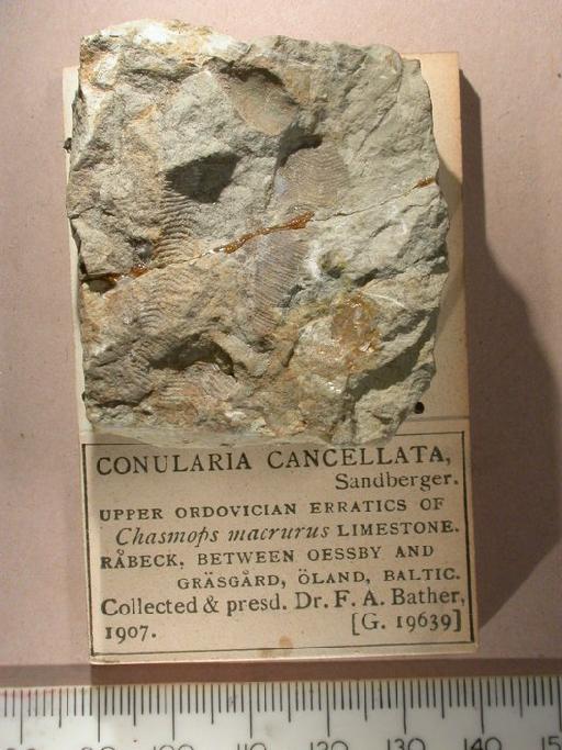 Conularia sowerbyi Verneuil, 1845 - G 19639. Conularia cancellata (specimen)