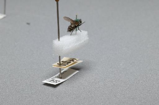 Sarcophaga (Myorhina) nigriventris Meigen, 1826 - 015091914_additional_1