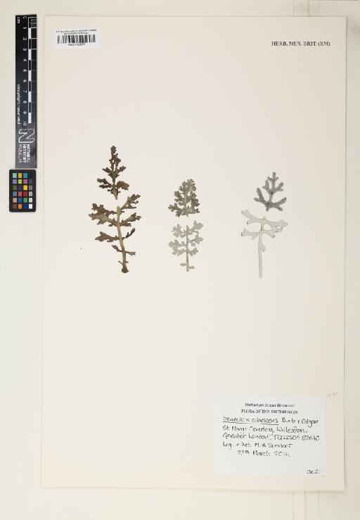 Senecio cineraria x jacobaea = s. x albescens Burb. & Colgan - 001139017