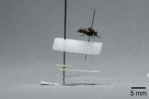 Nyctia halterata (Panzer, 1798) - 015087934_lateral
