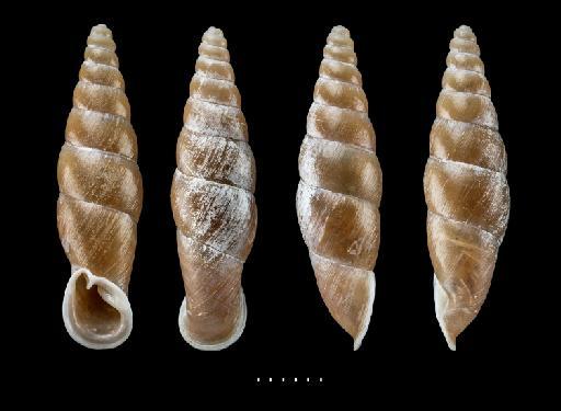 Clausilia insignis subterclass Tectipleura A. Gould, 1843 - 20160060, SYNTYPES, Clausilia insignis Gould, 1843,