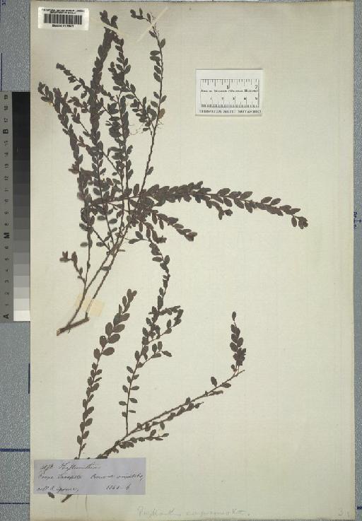 Phyllanthus compressis Kunth - Spruce - BM000777941
