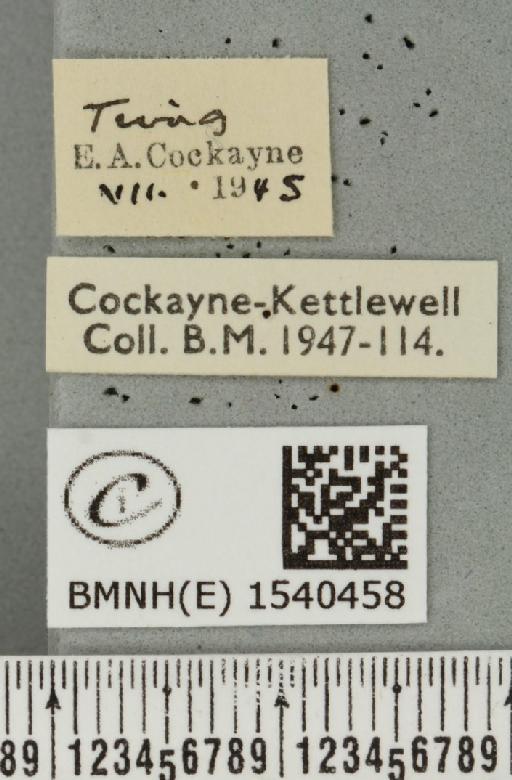 Cilix glaucata (Scopoli, 1763) - BMNHE_1540458_label_234404