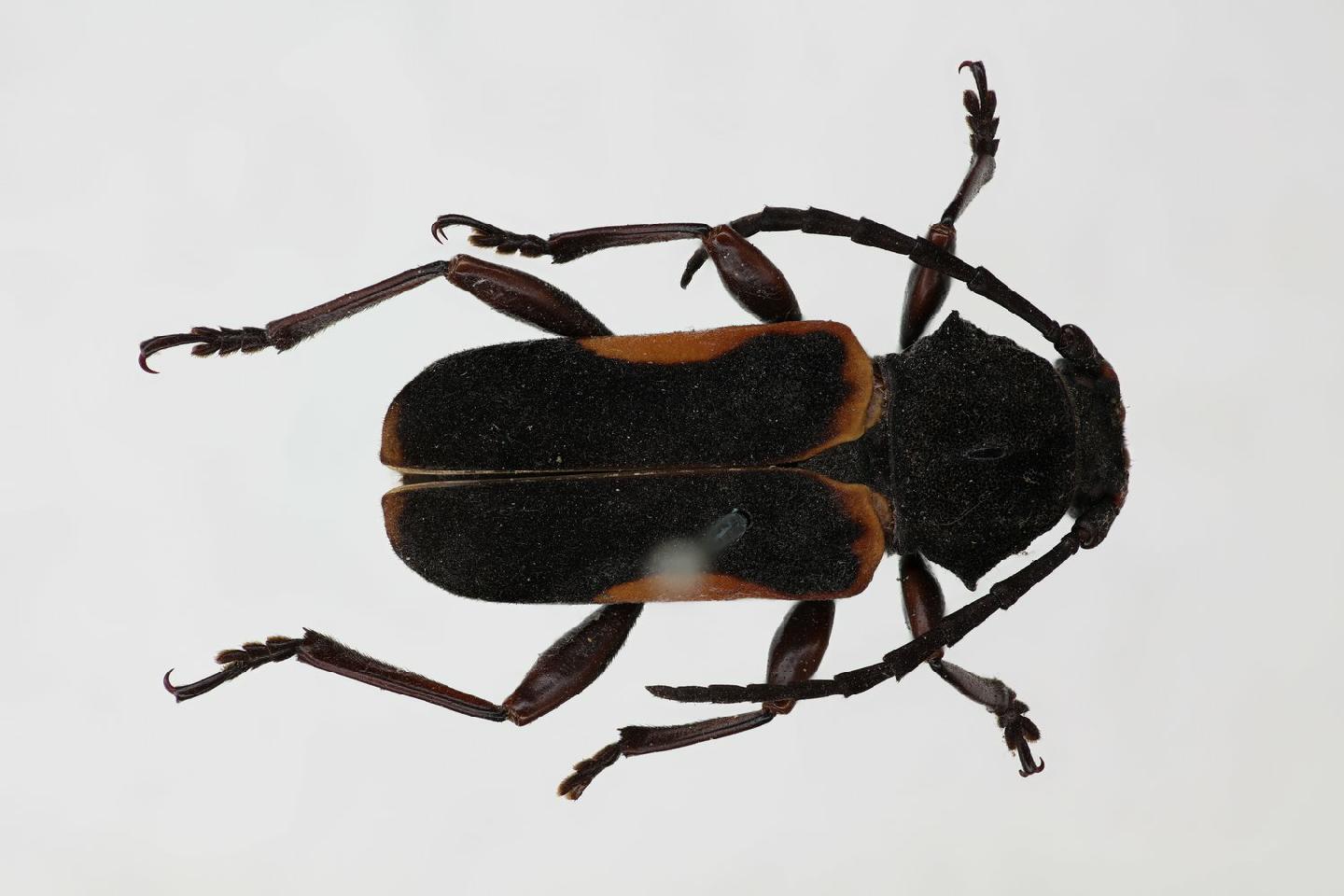 Euryphagus thumbnail