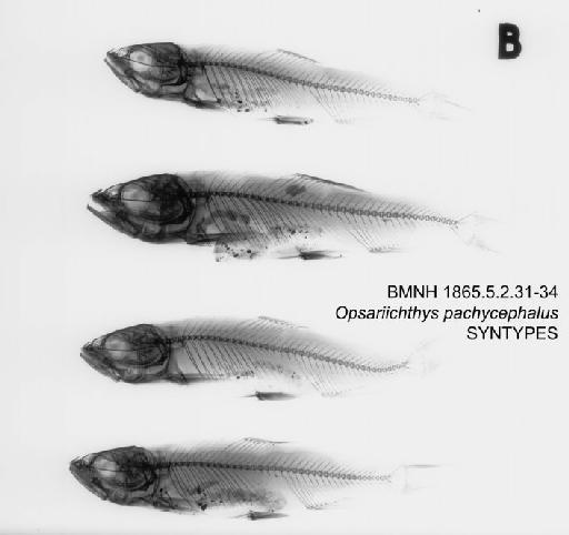 Opsariichthys pachycephalus Günther, 1868 - BMNH 1865.5.2.31-34 - Opsariichthys pachycephalus SYNTYPES Radiograph
