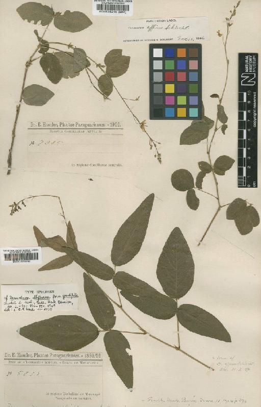 Desmodium albiflorum var. grandifolia Chodat & Hassl. - BM000538245