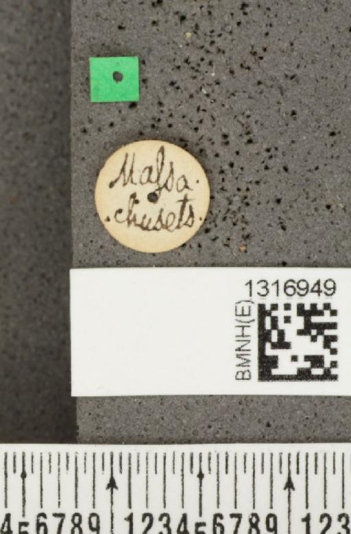 Calligrapha (Bidensomela) californica Linell, 1896 - BMNHE_1316949_label_15897