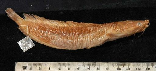 Clarias brachysoma Günther, 1864 - 1859.5.31.6-8b; Clarias brachysoma; lateral view; ACSI Project image