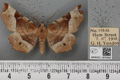 Selenia tetralunaria tetralunaria (Hufnagel, 1767) - BMNHE_1878868_449789