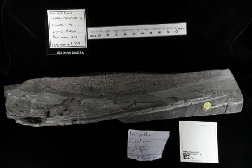 Ichthyosaurus De la Beche & Conybeare, 1821 - 010020147_L010040034_(2)