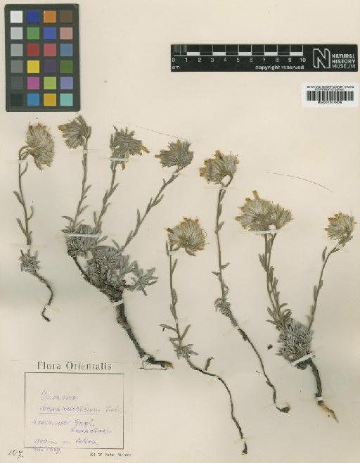 Onosma cappadocicum Siehe ex Riedl - BM001014476