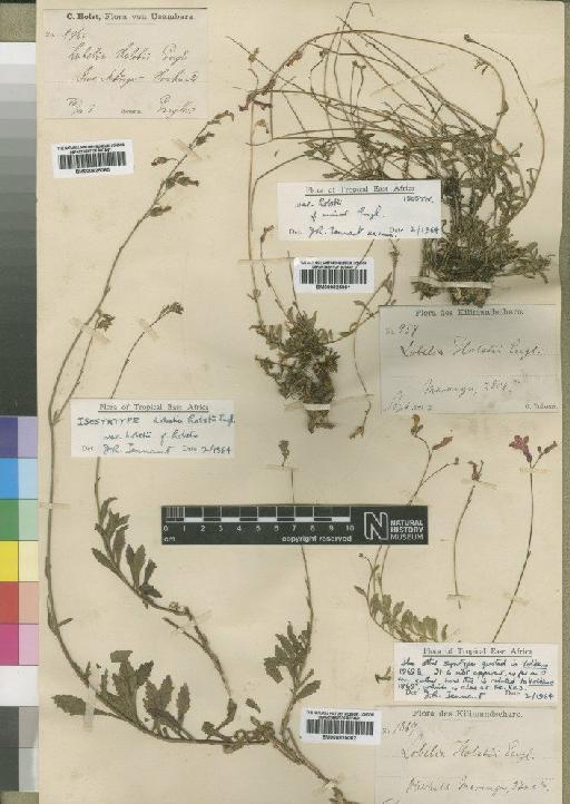 Lobelia holstii Engl. - BM000925060