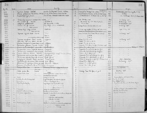 Ostrea bicolor Hanley, 1846 - Zoology Accessions Register: Mollusca: 1956 - 1978: page 34