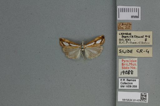 Catoptria permutatellus (Herrich-Schäffer, 1848) - 014030542_136823_1082908