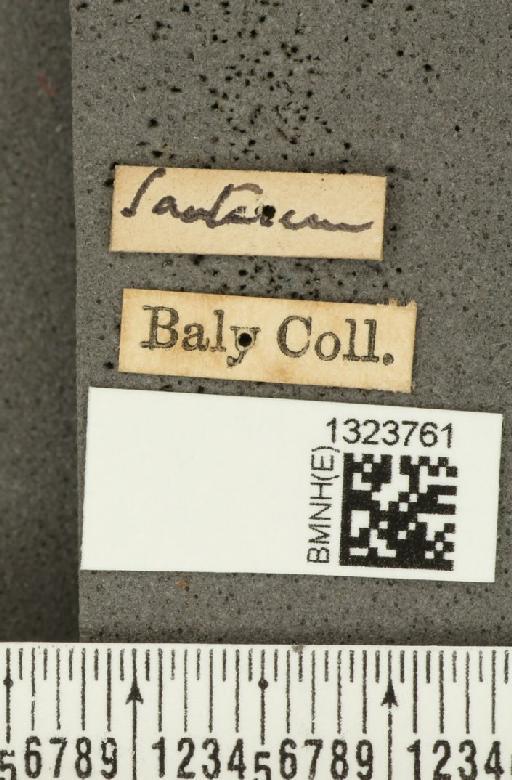 Acalymma bivittulum amazonum Bechyné, 1958 - BMNHE_1323761_label_20463