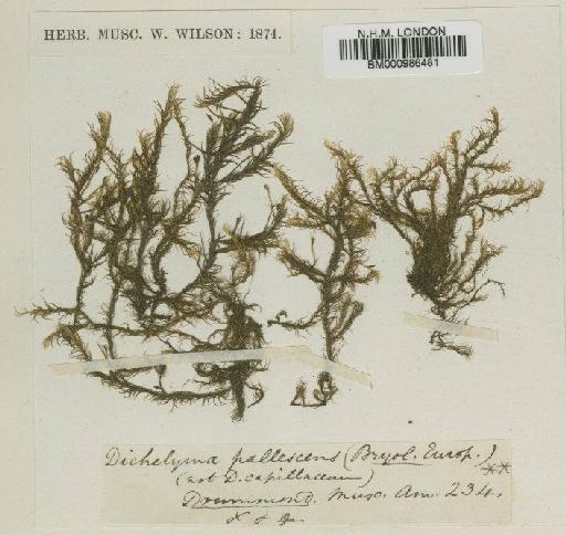 Dichelyma pallescens Bruch, Schimp. & W.Gümbel - BM000986481
