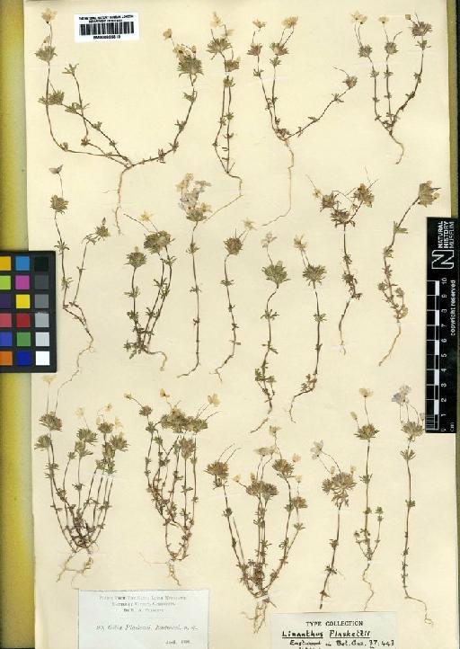 Linanthus androsaceus subsp. plaskettii (Eastw.) H.Mason - BM000895815.