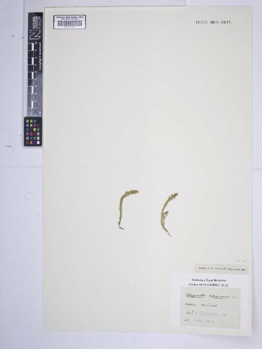 Selaginella selaginoides (L.) P.Beauv. ex Schrank & Mart. - BM001185288