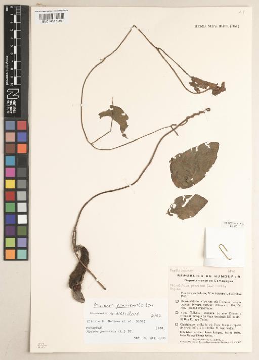 Mucuna pruriens (L.) DC. - 014617949