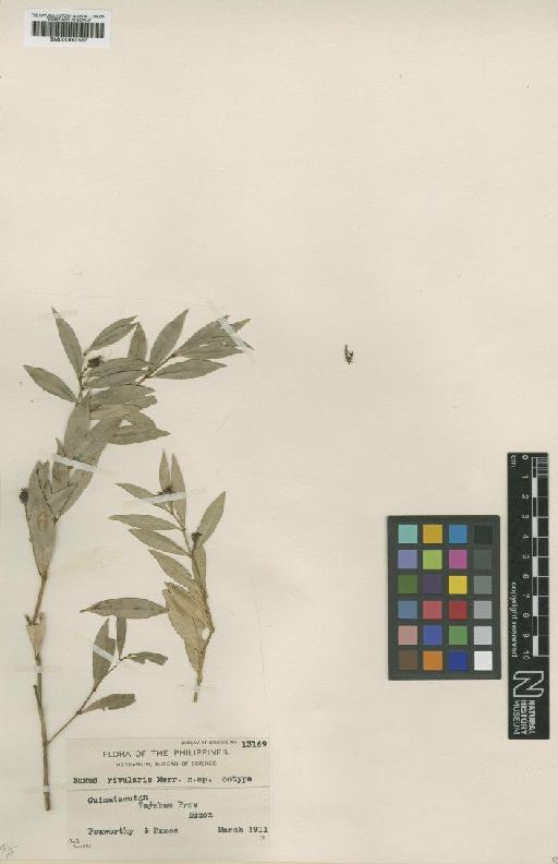 Buxus rivularis Merr. - BM000951587