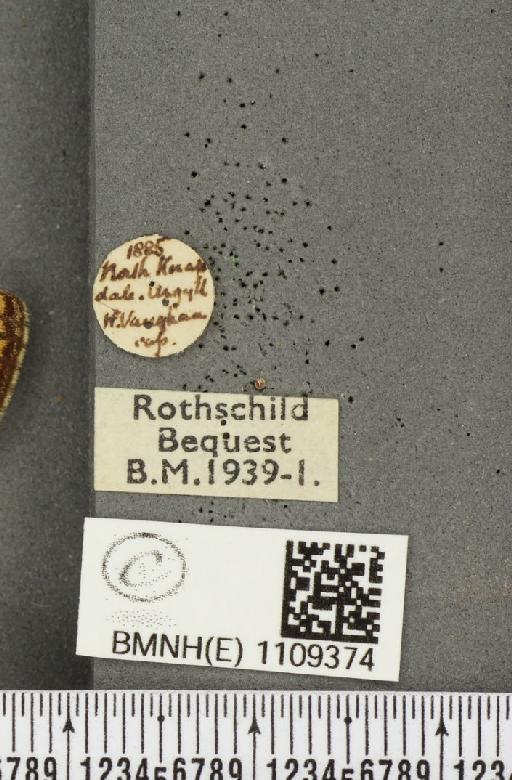 Euphydryas aurinia (Rottemburg, 1775) - BMNHE_1109374_label_50948