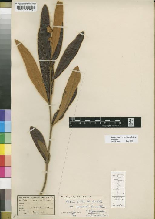 Ozoroa fulva (Vanderveken) R.Fern. & A.Fern. - BM000510625