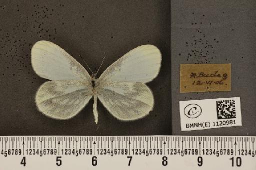 Leptidea sinapis sinapis Linnaeus, 1758 - BMNHE_1120981_74757