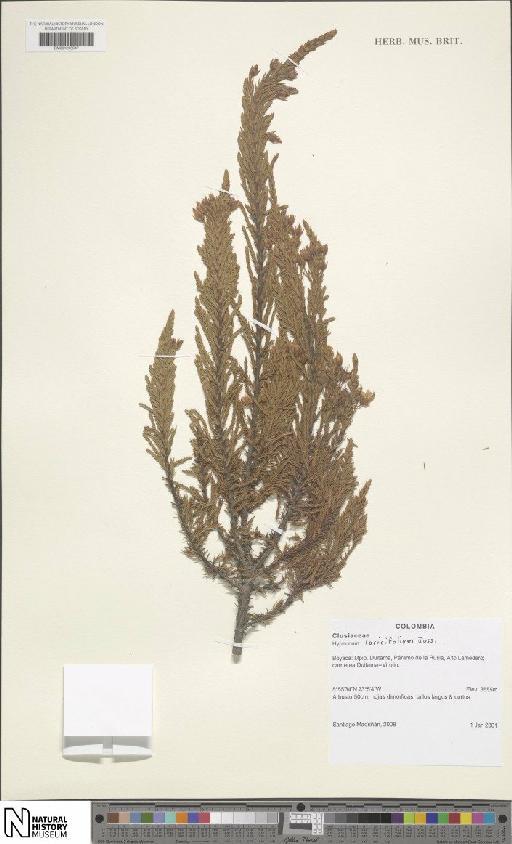 Hypericum laricifolium Juss. - BM001206647