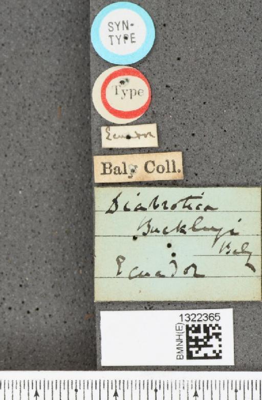 Diabrotica buckleyi Baly, 1879 - BMNHE_1322365_label_18450