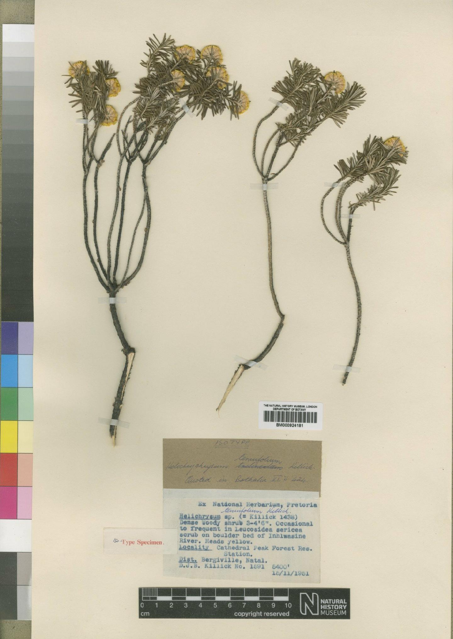 To NHMUK collection (Helichrysum tenuifolium Killick; Isotype; NHMUK:ecatalogue:4529209)
