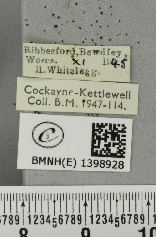 Poecilocampa populi (Linnaeus, 1758) - BMNHE_1398928_label_189271