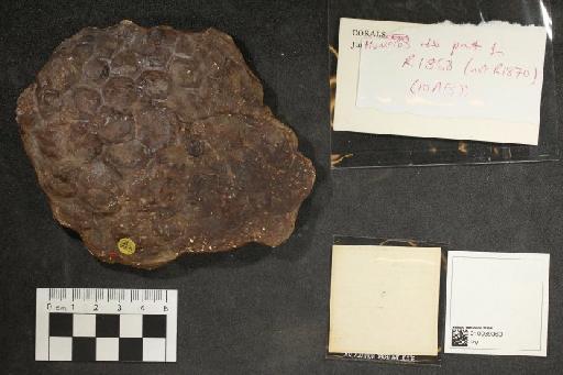 Dinosauria Owen, 1841 - 010039360_L010093347_(1)