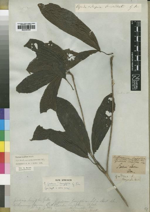 Euclinia longiflora Salisbury - BM000903098