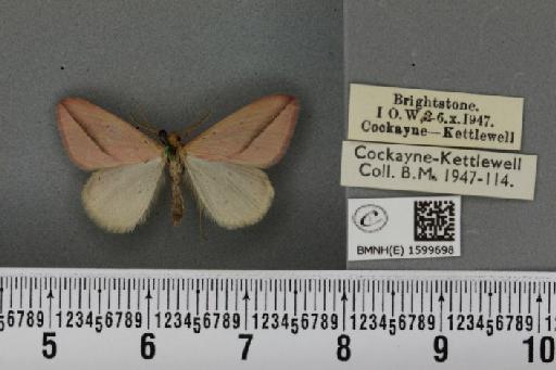 Rhodometra sacraria (Linnaeus, 1767) - BMNHE_1599698_300268