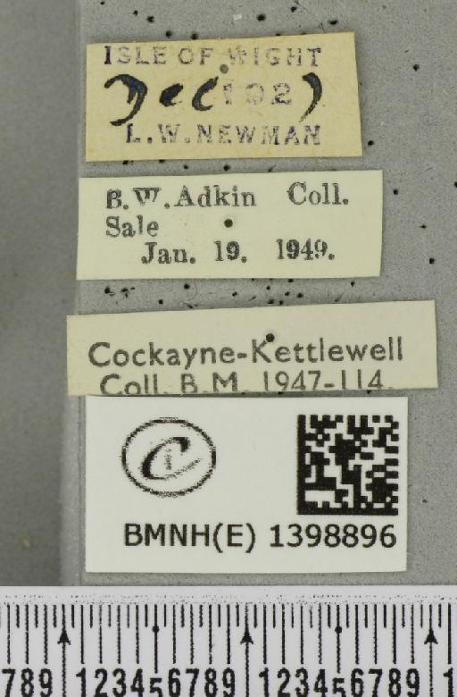 Poecilocampa populi (Linnaeus, 1758) - BMNHE_1398896_label_189241