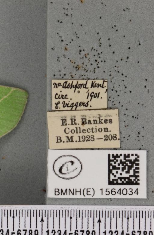 Bena bicolorana (Fuessly, 1775) - BMNHE_1564034_label_293204