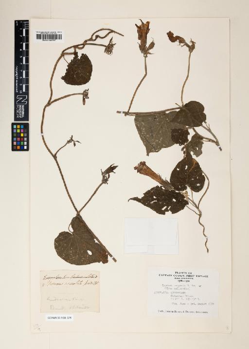 Ipomoea congesta R.Br. - 001040637